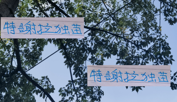盛多网 特谢拉成为申花外援亚冠独苗！ 续约能稳吗？