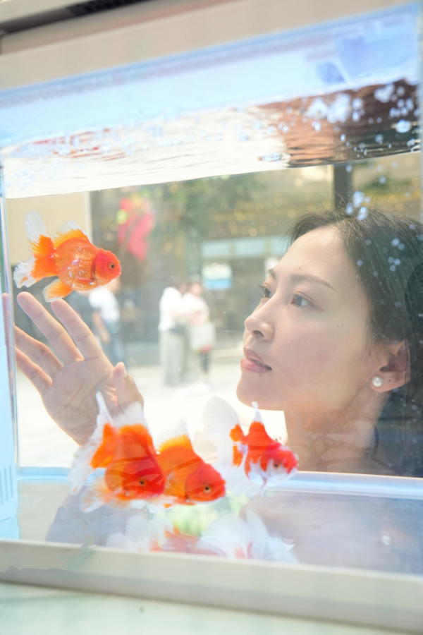 汇丰配资 广州观赏鱼活动热闹启幕 “水中仙子”引游人驻足